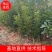 杨梅裸根苗精品苗成活率高诚信经营量大从优欢迎咨询