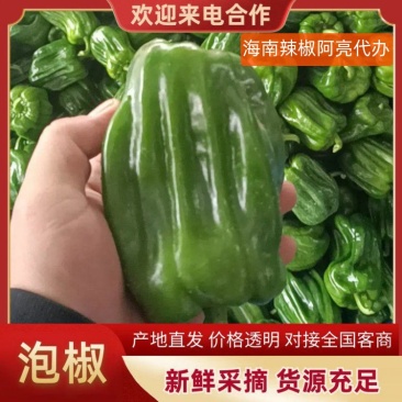 海南精选麻辣椒已经上市了货源充足对接全国市场电商平台