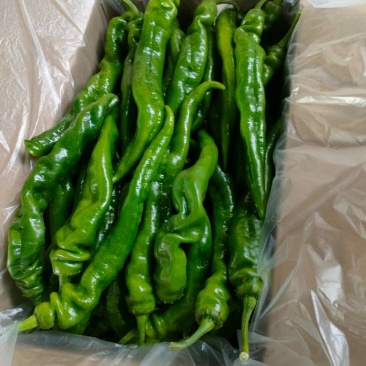 皱皮，香辣型小皱皮辣椒量大质优价格优惠一手货源