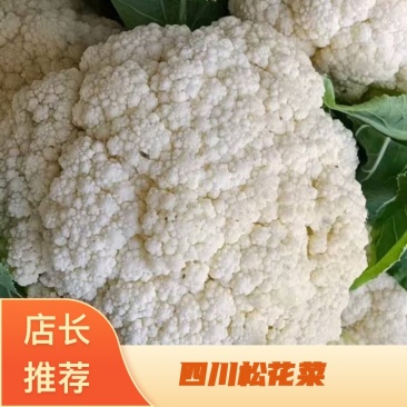 精品四川白面青梗松花菜一手货源原产地发货