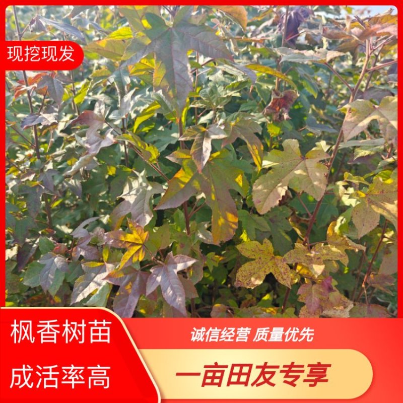 枫香苗现挖现发价格优惠成活率高支持视频看货来电洽谈