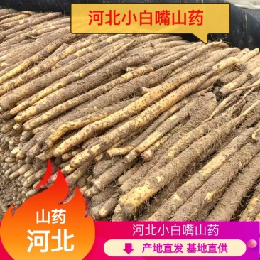 【牛商实力推荐】小白嘴山药，软糯香甜大量现货