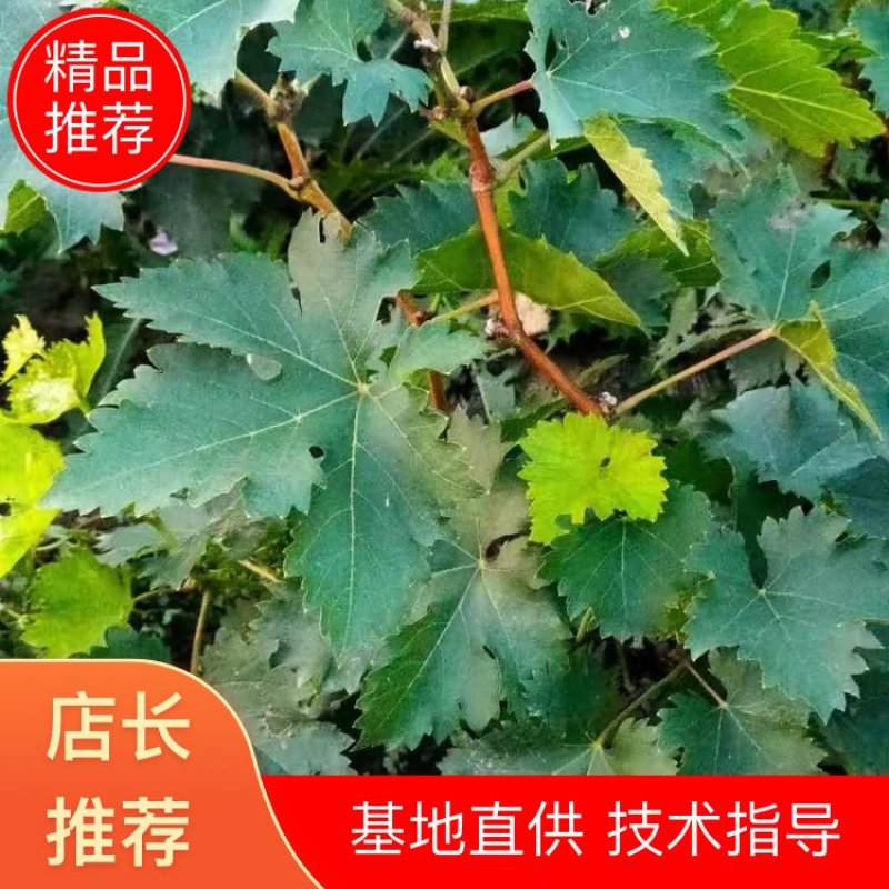陕西杨陵巨玫瑰葡萄种苗