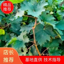 陕西杨陵巨玫瑰葡萄种苗
