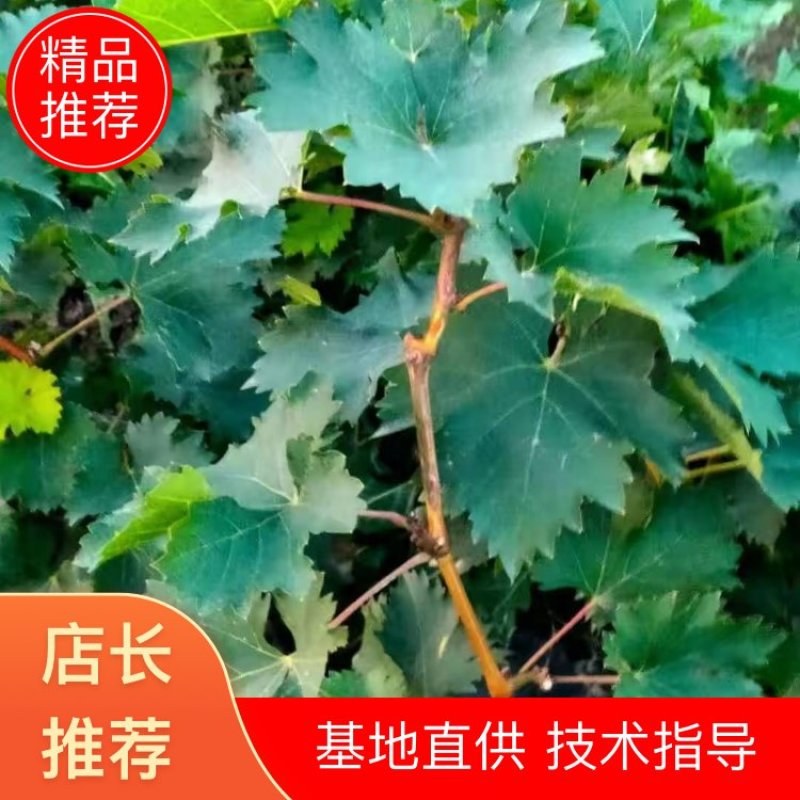 陕西杨陵巨玫瑰葡萄种苗