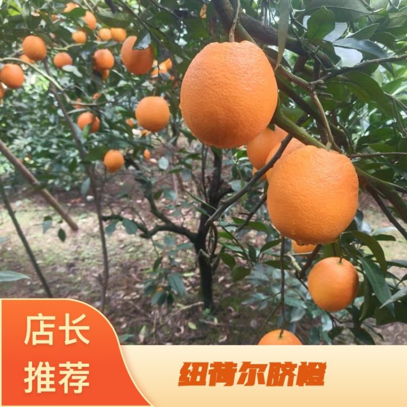 湘西纽荷尔脐橙，大量现货，产地直供，质量保证，欢迎选购