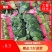 精品菠菜，产地直发，大量供应，欢迎老板采购