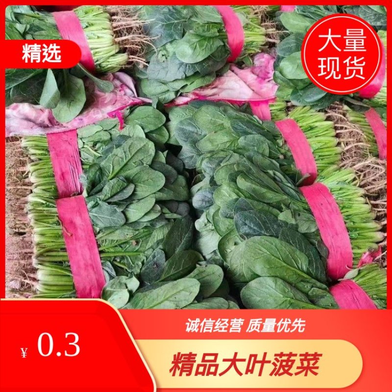 精品菠菜，产地直发，大量供应，欢迎老板采购