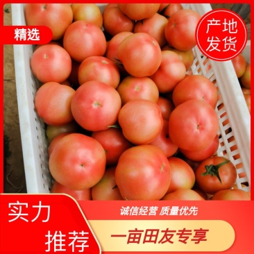 硬粉沙瓤番茄，大量有货对接全国市场，欢迎新老客户前来合作