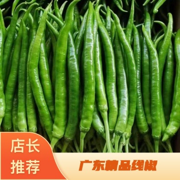 广东湛江4号线椒、8号线椒,原产地发货,大量现货,全国达