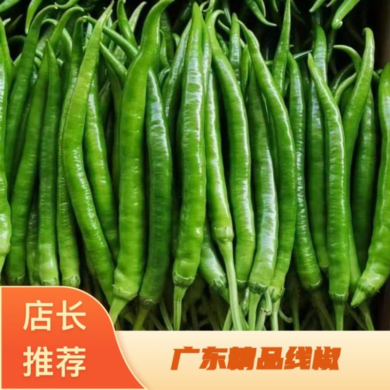 广东湛江4号线椒、8号线椒，原产地发货，大量现货，全国达