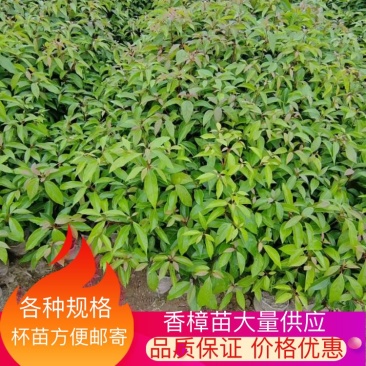 香樟苗品质保证价格优惠成活率高支持视频看货欢迎来电