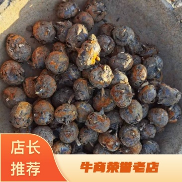广西马蹄产地一手货源价格优惠全国发货支持一件代发