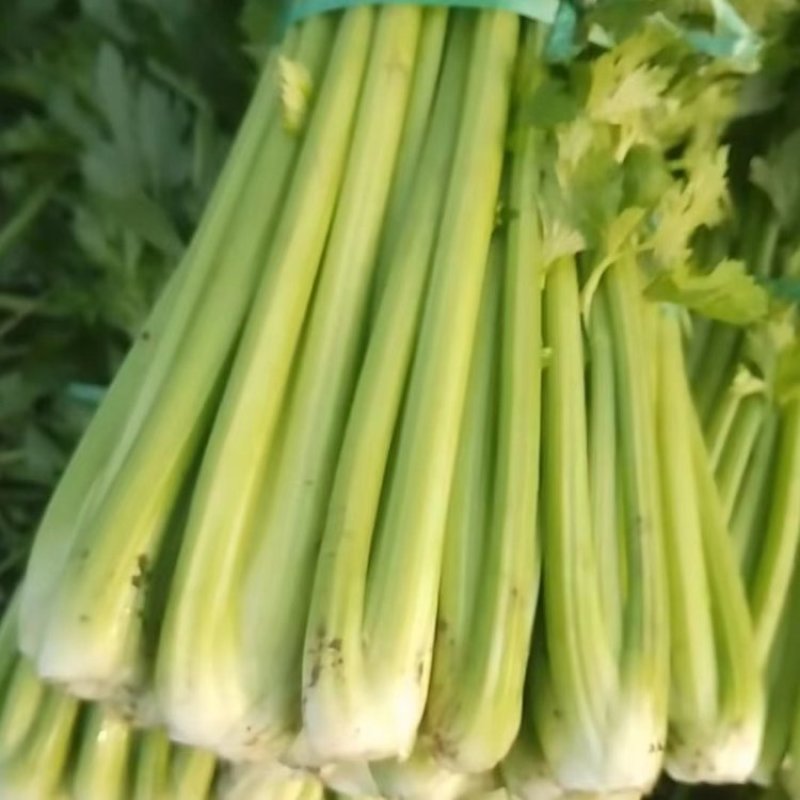 西芹大量供应一手货源可以视频看货量大从优电联