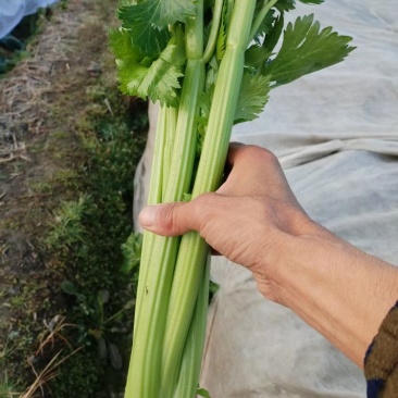 西芹大量供应一手货源可以视频看货量大从优电联