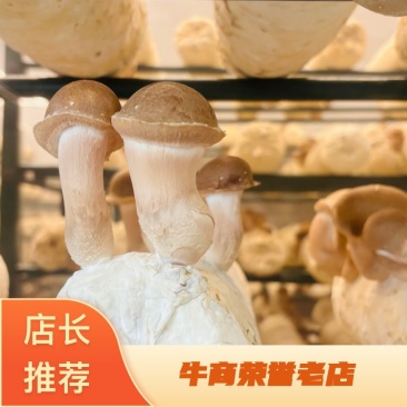 精品鲜松茸大量有货产地直发品质保证可视频看货