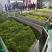 【茶叶】毛尖茶都匀毛尖2025年新茶明前茶欢迎采购