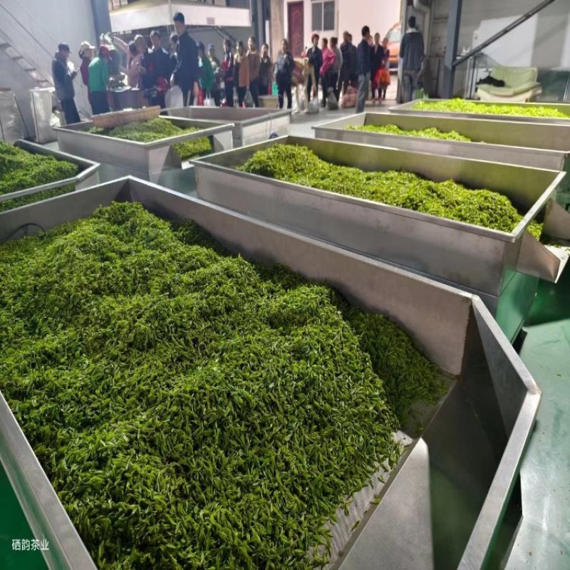 【茶叶】毛尖茶都匀毛尖2025年新茶明前茶欢迎采购