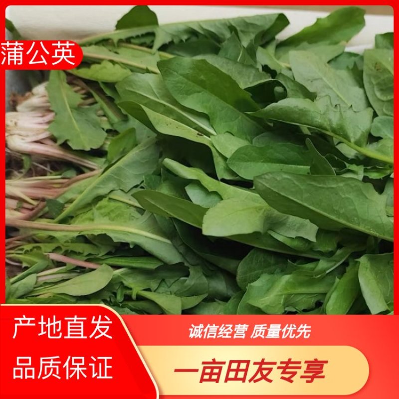 蒲公英山东产地直供可视频看货质量保证大量批发欢迎电联