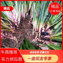 石菖蒲苗货源充足大量现货常年种植长期供应欢迎选购