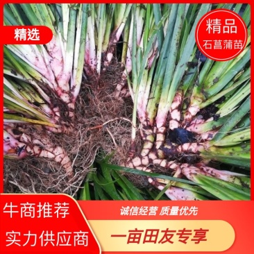 石菖蒲苗货源充足大量现货常年种植长期供应欢迎选购