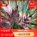 石菖蒲苗货源充足大量现货常年种植长期供应欢迎选购