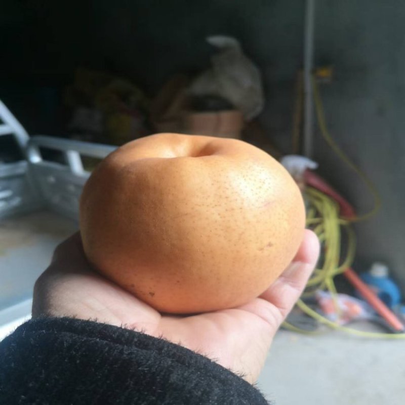 晚秋黄梨基地供应量大质优价格优惠欢迎各大老板采购