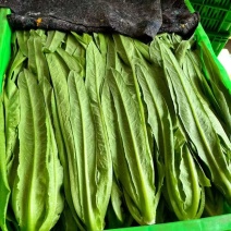 油麦菜产地直销量大质优价格优惠一手货源欢迎采购