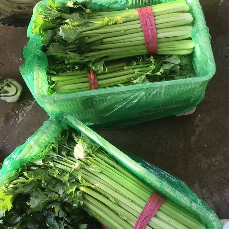 芹菜产地供应对接全国商超、电商、市场货欢迎采购