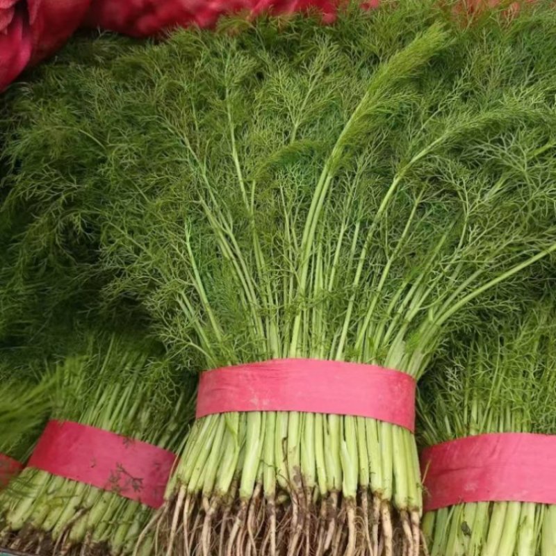 茴香苗茴香量大质优全国供应欢迎各大老板前来采购