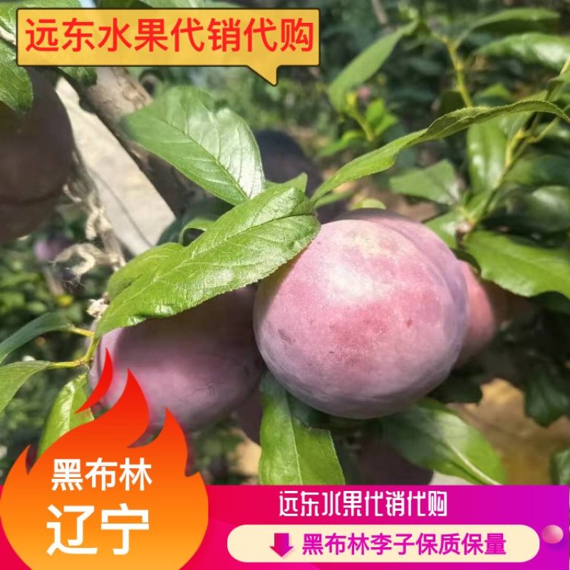 辽南地区棚区黑布林李子保质保量大量上市欢迎订购