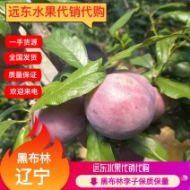 辽南地区棚区黑布林李子保质保量大量上市欢迎订购
