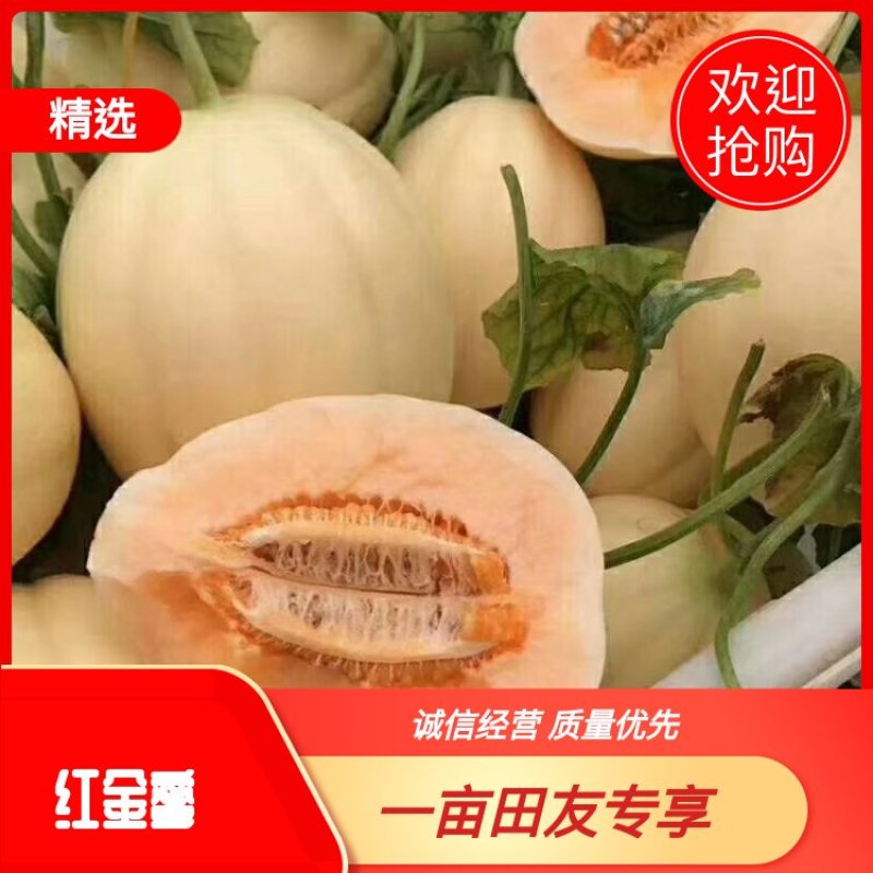 山东聊城莘县红金蜜，东方蜜白皮红肉甜瓜大量上市
