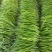 山东潍坊青州线椒大量走货欢迎咨询采购一手货源保质保量