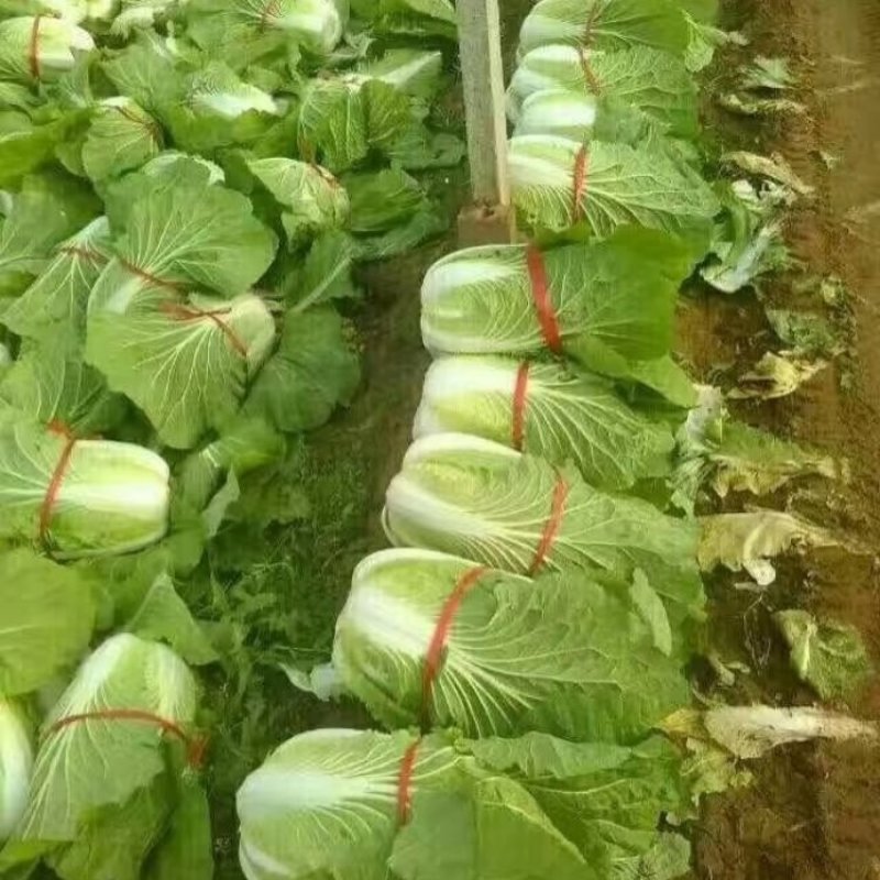 山东潍坊青州市黄心大白菜大量上市全国直销量大质优