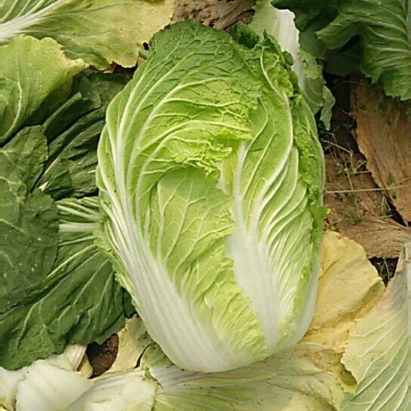 山东潍坊青州市黄心大白菜大量上市全国直销量大质优