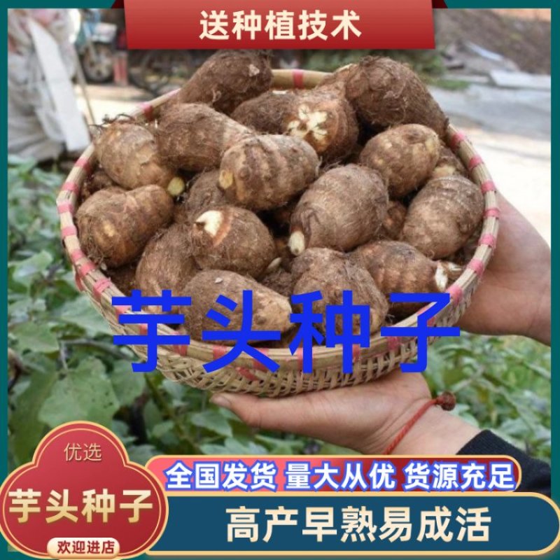 芋头种8520脱毒高产提供种植技术保证质量全国发货