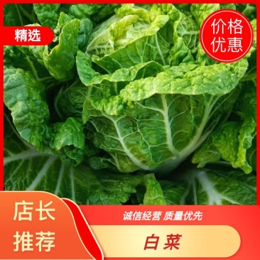 云南，高山，精品大白菜，大量上市，欢迎全国批发商联系