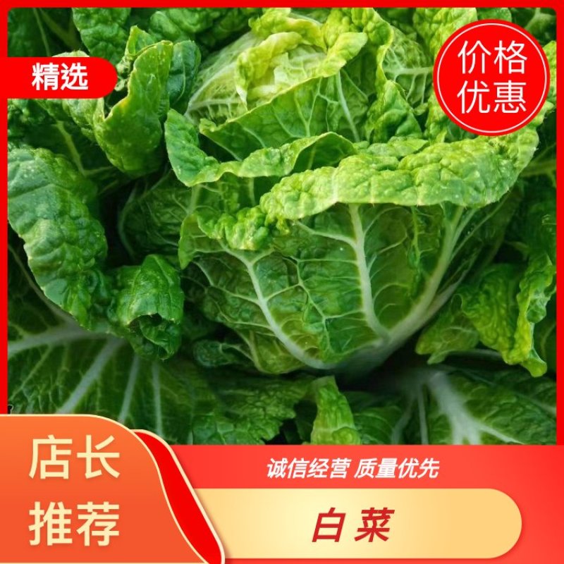 云南，高山，精品大白菜，大量上市，欢迎全国批发商联系