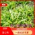 大地野生蒲公英【婆婆丁】无黄叶无黑叶产地直发可视频看货
