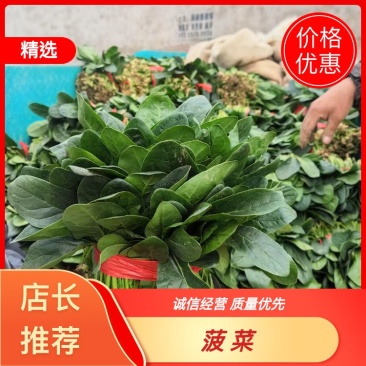 焦作博爱大叶波菜20-25厘米无斑点黄叶货源充足视频看货