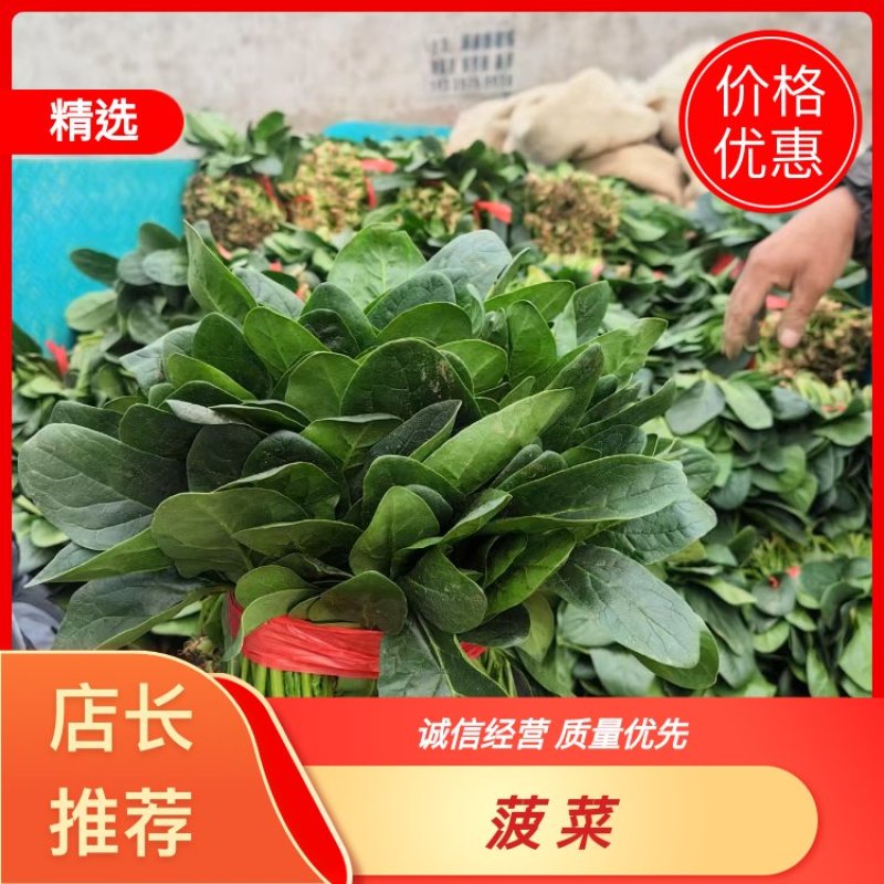 焦作博爱大叶波菜20-25厘米无斑点黄叶货源充足视频看货