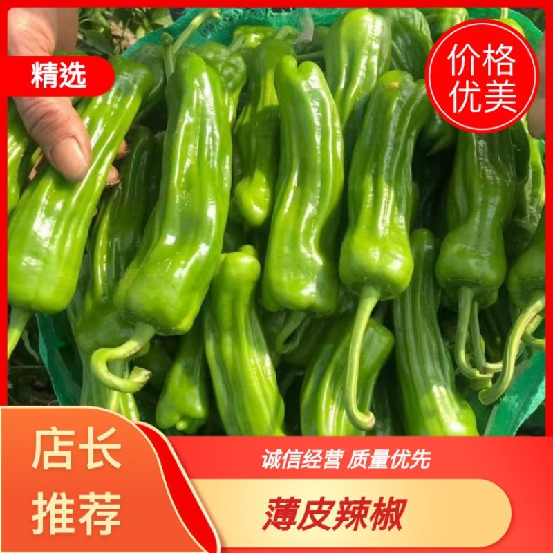 新鲜辣椒，薄皮椒金利兴基地直发稳定供应量大从优欢迎订购