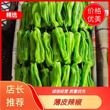 精品鲜辣椒，薄皮椒【金利兴】广东湛江徐闻基地直发欢迎来电