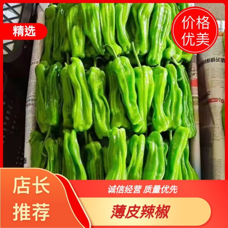 精品鲜辣椒，薄皮椒【金利兴】广东湛江徐闻基地直发欢迎来电
