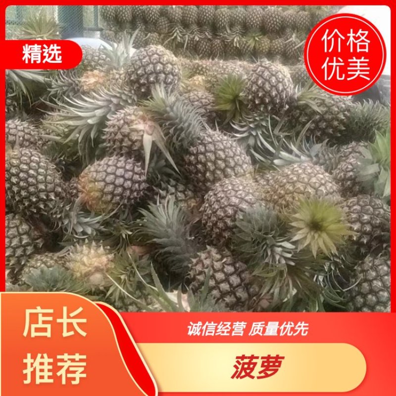 广东湛江徐闻菠萝，基地直发量大从优价格实惠欢迎来电