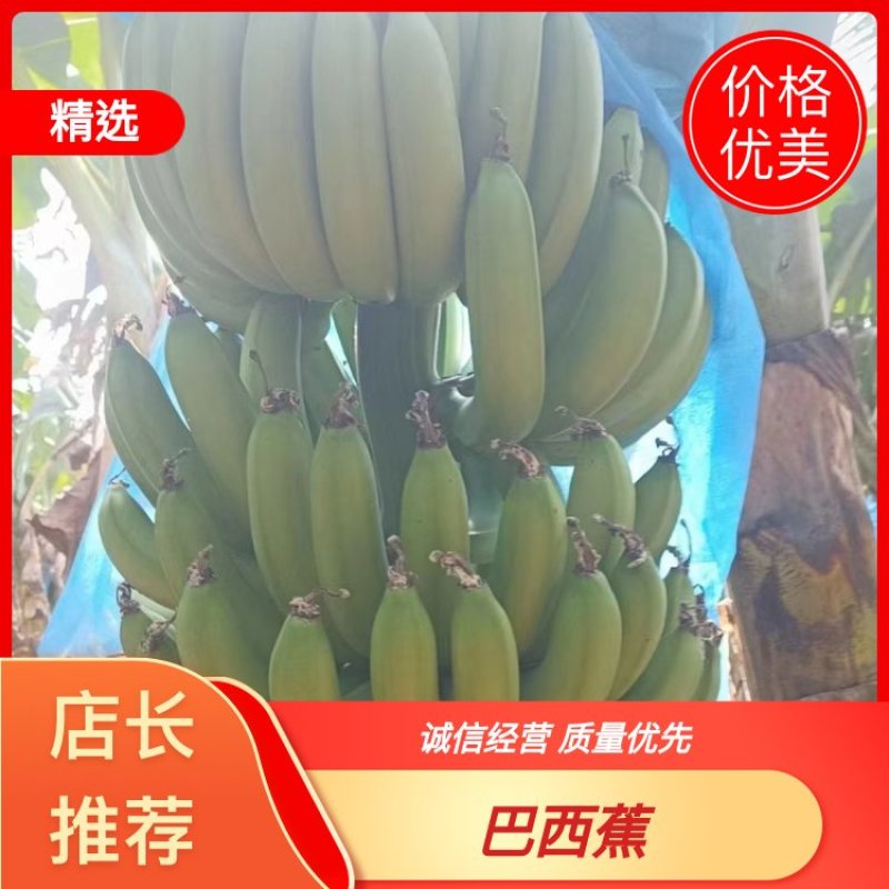 巴西蕉，基地大量种植，质量可保证，全国直销