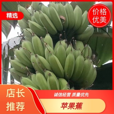 苹果蕉，量大质优，价格优惠，欢迎咨询采购