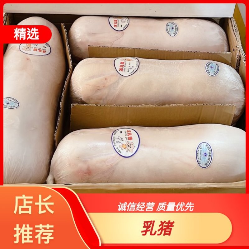 【精品】鲜冻乳猪批发工厂店一手货源供应稳定欢迎老板合作