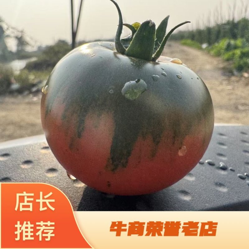 草莓西红柿品质保证货源充足大量现货全国发货